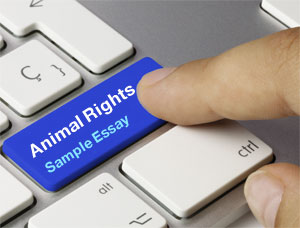 IELTS Writing Task 2 | Animals should not be exploited by people